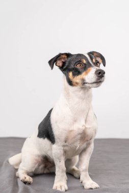 Genç, kahverengi, siyah beyaz Jack Russell Terrier stüdyoda poz veriyor, köpek sağa bakıyor, boşluğu kopyalıyor..