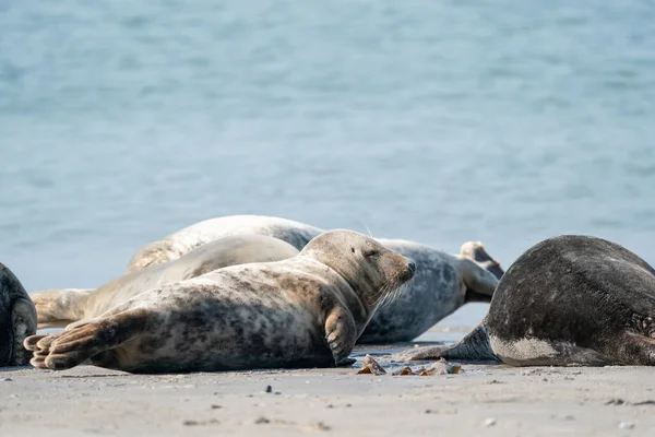 Wild Grey seal colony on the beach at Dune, Germany. Group with various shapes and sizes of gray seal.