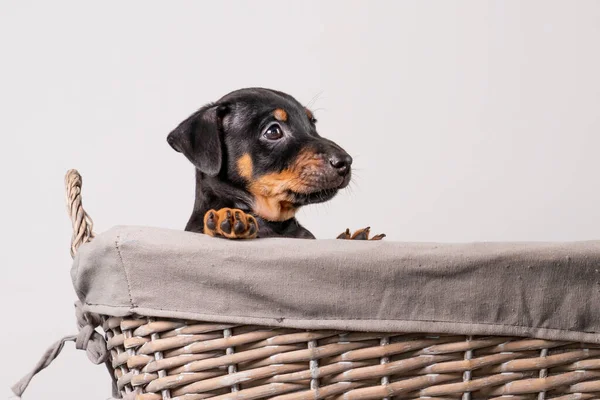 Porträt Eines Entzückenden Jack Russel Terrier Welpen Einem Weidenkorb Isoliert — Stockfoto