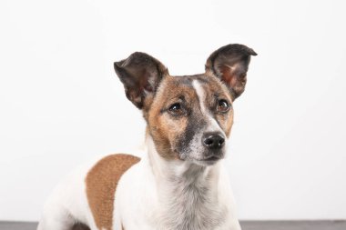 Beyaz ve esmer yaşlı Jack Russell Terrier beyaz arka planda, sadece kafası.