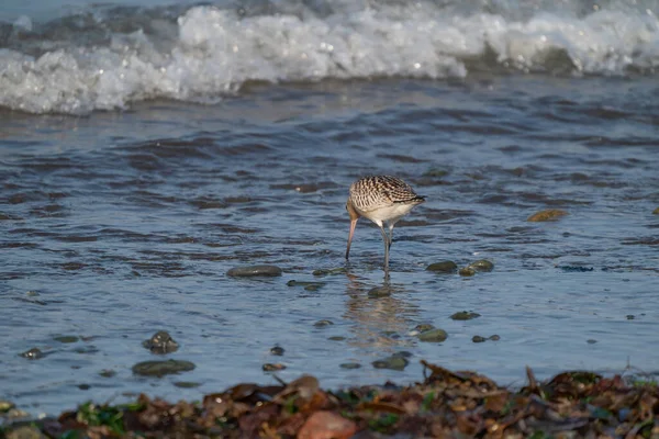 Nahaufnahme Einer Uferschnepfe Limosa Limosa Watvogel Auf Nahrungssuche Wasser Strand — Stockfoto