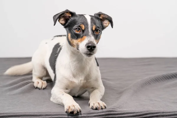 Genç Kahverengi Siyah Beyaz Jack Russell Terrier Bir Stüdyoda Poz — Stok fotoğraf