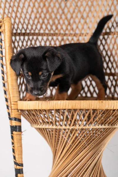 Porträt Eines Niedlichen Jack Russel Terrier Hundes Der Auf Einem — Stockfoto