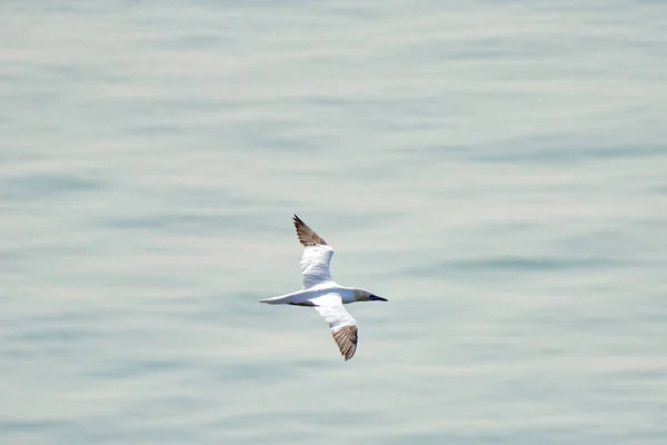 Een Enkele Witte Gele Gannet Vliegt Door Lucht Blauwe Grijze — Stockfoto