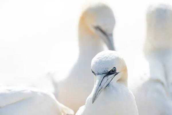 Enorme Gancho Norte Morus Bassanus Colônia Com Muitas Aves Borda — Fotografia de Stock