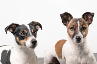 İki neşeli Jack Russell Terrier, stüdyoda poz veriyorlar, tam uzunlukta, gri bir battaniyenin üzerinde..