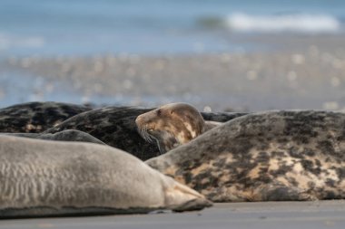 Almanya 'nın kumlu kumsalında komik tembel foklar.