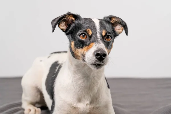 Marrón Blanco Negro Jack Russell Terrier Posando Estudio Perro Mira — Foto de Stock