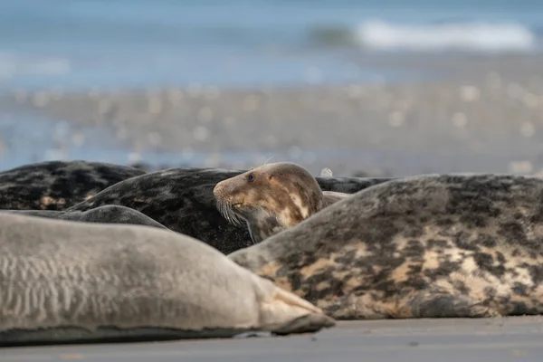 德国沙丘沙滩上有趣而懒惰的海豹 — 图库照片