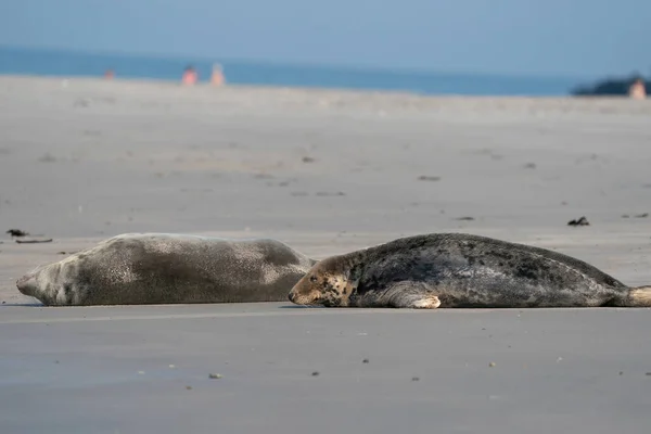 Selos Preguiçosos Engraçados Praia Dune Alemanha — Fotografia de Stock