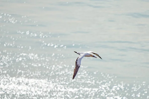 Enda Vit Och Gul Gannet Flyger Över Havet Där Solen — Stockfoto