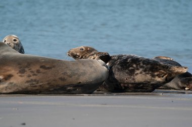 Vahşi Grey tembel fok kolonisi Almanya 'nın Dune sahilinde. Çeşitli şekil ve boyutlarda gri foklara sahip bir grup..