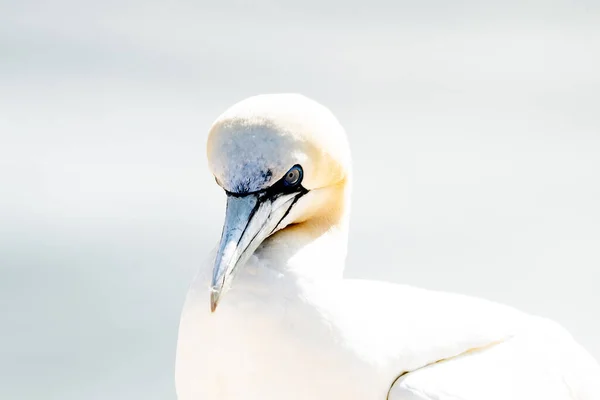 Oiseau Sauvage État Sauvage Fou Bassan Sur Île Helgoland Mer — Photo