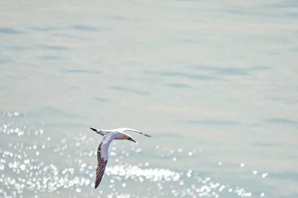 Enda Vit Och Gul Gannet Flyger Över Havet Där Solen — Stockfoto