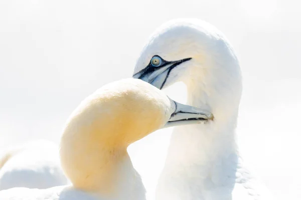 Luce Soffusa Due Northern Gannets Sono Benvenuti Dopo Atterraggio Bello — Foto Stock