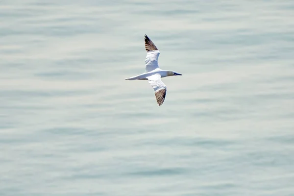 Gökyüzünde Tek Bir Beyaz Sarı Sümsük Kuşu Uçar Arka Planda — Stok fotoğraf