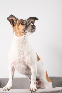 İnatçı görünümlü yaşlı Jack Russell Terrier, tüm vücuduyla oturuyor..