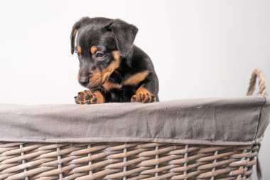 Beyaz bir arka planda izole edilmiş hasır sepette duran sevimli bir Jack Russel Terrier yavrusunun portresi..
