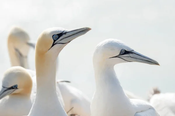 Enorme Alcatraces Del Norte Morus Bassanus Colonia Con Muchas Aves —  Fotos de Stock