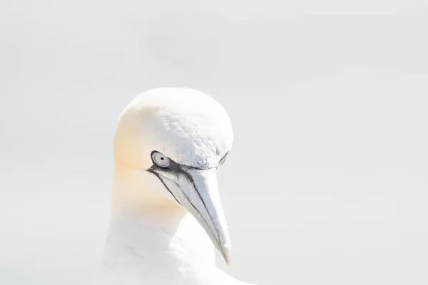 Vild Fågel Det Vilda Norra Gannet Helgoland Nordsjön Tyskland High — Stockfoto