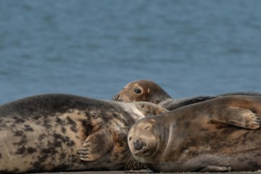 Vahşi Grey tembel fok kolonisi Almanya 'nın Dune sahilinde. Çeşitli şekil ve boyutlarda gri foklara sahip bir grup. Arka planda deniz.
