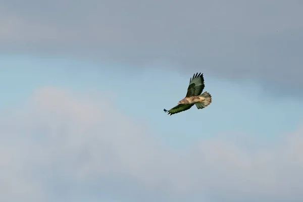 Egy Közönséges Keselyű Madár Imádkozó Madár Buteo Buteo Repülve Kék — Stock Fotó