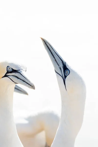 Luz Suave Dos Cabezas Los Gannets Del Norte Dan Bienvenida —  Fotos de Stock