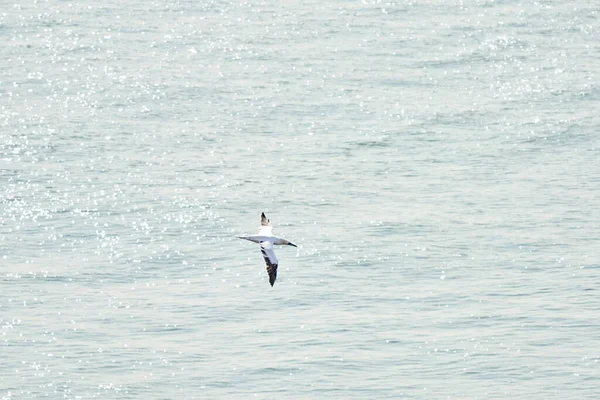 Ein Einzelner Weißer Und Gelber Basstölpel Fliegt Über Das Meer — Stockfoto