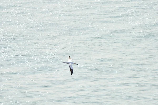 Pojedynczy Biały Żółty Gannet Lata Nad Morzem Gdzie Świeci Słońce — Zdjęcie stockowe