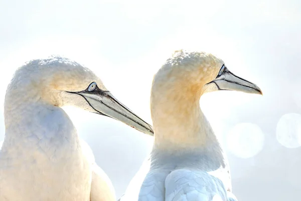 Porträtt Par Norra Gannet Sula Bassana Två Fåglar Älskar Mjukt — Stockfoto