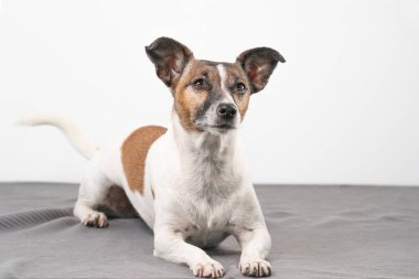 Kahverengi, siyah beyaz yaşlı Jack Russell Terrier gri bir battaniyenin üzerinde yatıyor..