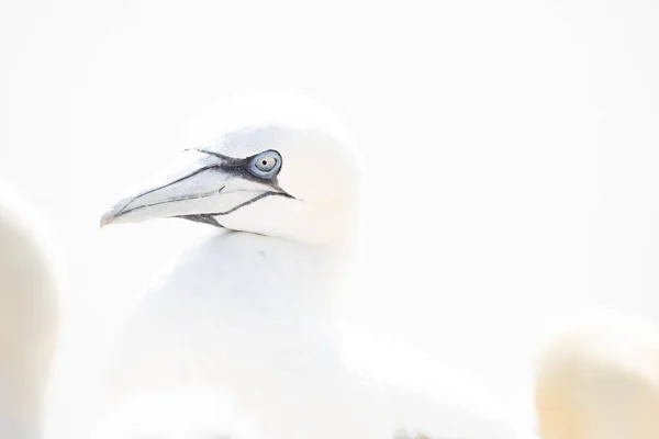 Une Tête Oiseau Sauvage Dans Nature Morus Bassanus Gannet Nord — Photo