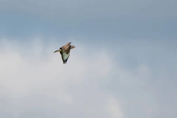 Ein Gemeiner Mäusebussard Der Vogel Des Gebets Buteo Buteo Flug — Stockfoto