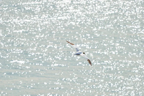 Une Seule Ganière Blanche Jaune Vole Dessus Mer Soleil Brille — Photo