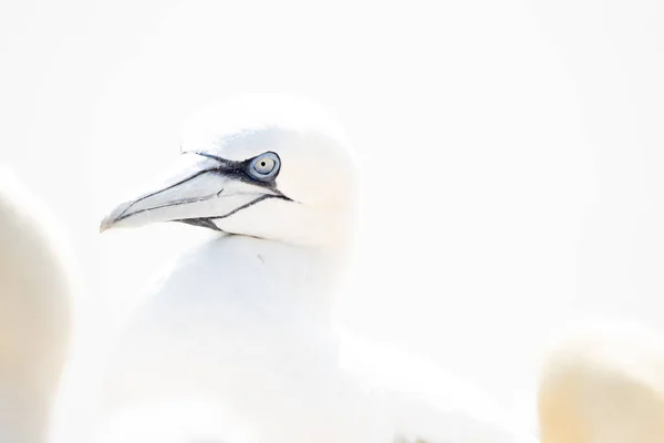 Vild Fågel Det Vilda Norra Gannet Helgoland Nordsjön Tyskland High — Stockfoto