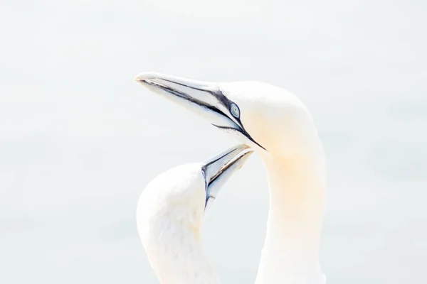 Soft Light Two Northern Gannets Heads Welcome Landing Soft Light — Stock Photo, Image