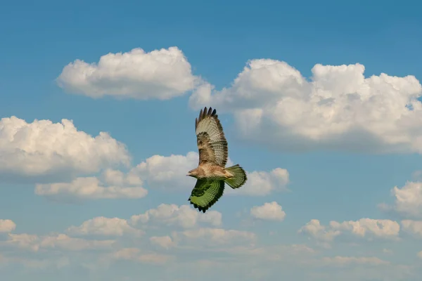 Jeden Obyčejný Pták Pták Modlitby Ale Buteo Letu Proti Modré — Stock fotografie