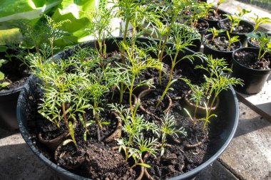 Çiçek saksılarında küçük kesikler, yıllık çiçekler ve sebzeler. Bahçıvanlık kavramı. Seçici odak, boşluğu kopyala.