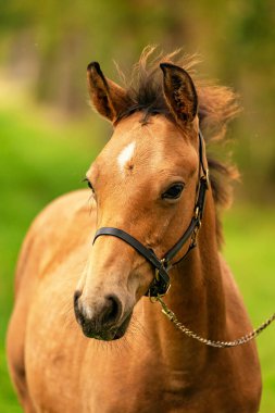 Buckskin tayının portresi, yuları olan at ormanda duruyor. Sonbahar güneşi.