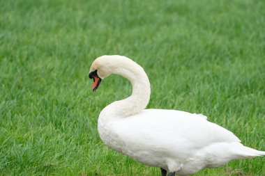 Dilsiz beyaz kuğu, vücudunun yarısını kapat, arka planda çimenler olsun..