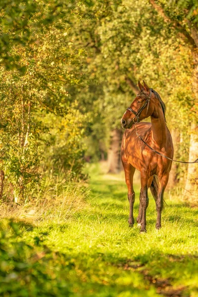 Brązowy Koń Leśnym Szlaku Jesiennym Wieczornym Słońcu — Zdjęcie stockowe
