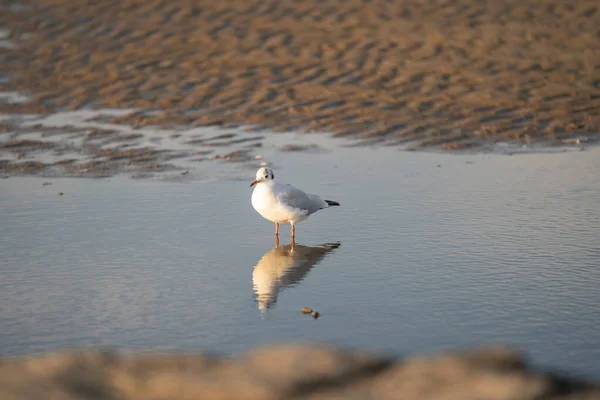 Uma Gaivota Uma Piscina Água Com Reflexão Praia Areia Cuxhaven — Fotografia de Stock