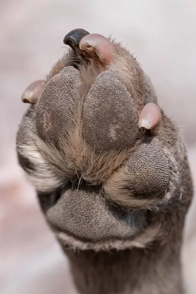 Ein Blick aus nächster Nähe auf die Unterseite des schmutzigen Pfotenpolsters für Hunde, während des Tages — Stockfoto