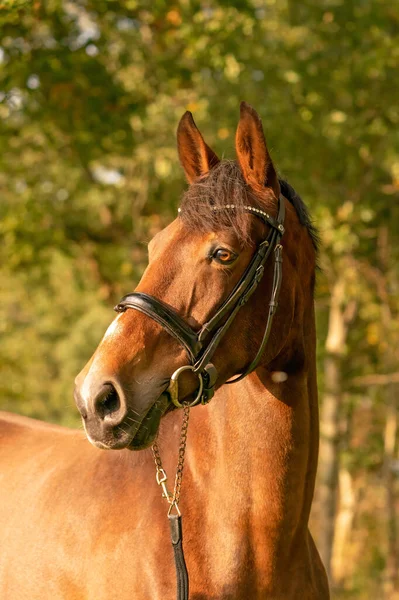 Cabeza de caballo marrón, con brida, al sol de la tarde de otoño —  Fotos de Stock