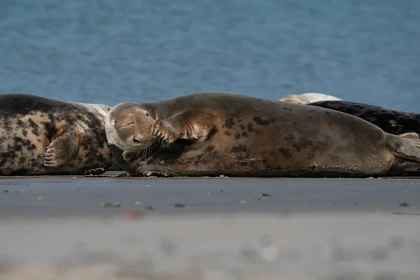 Wilde Kegelrobbenkolonie am Strand von Dune, Deutschland. Gruppe mit verschiedenen Formen und Größen der Kegelrobbe — Stockfoto