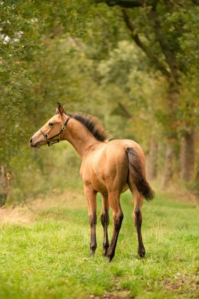 Porträt Eines Hirschlederfohlens Das Pferd Mit Halfter Steht Wald Von — Stockfoto