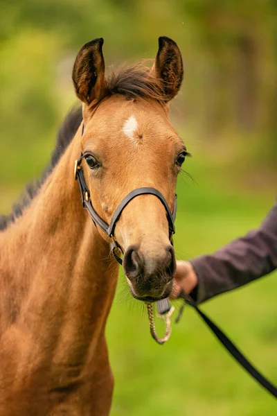 Portrait Buckskin Foal Horse Halter Stands Forest Autumn Sun — Stock Photo, Image