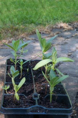 Çiçek saksılarında küçük kesikler, yıllık çiçekler ve sebzeler. Bahçıvanlık kavramı. Seçici odak, boşluğu kopyala.