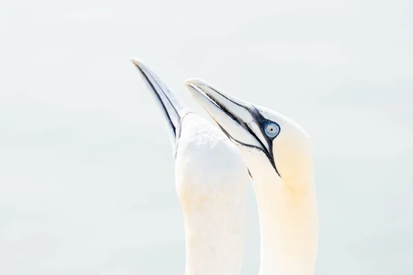 Soft Light Two Northern Gannets Heads Welcome Landing Soft Light — Stock Photo, Image