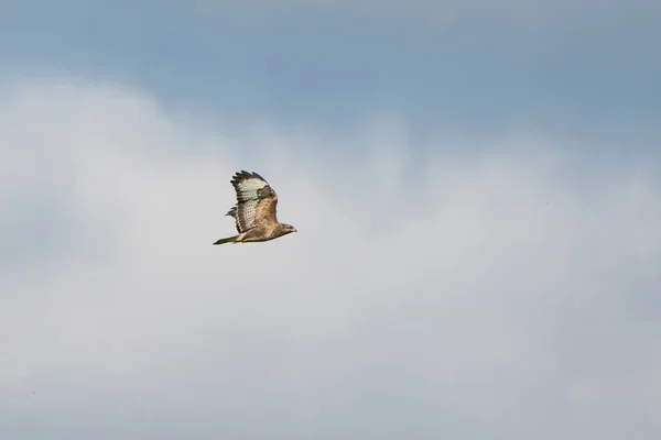 Jeden Obyčejný Pták Pták Modlitby Ale Buteo Letu Proti Modré — Stock fotografie